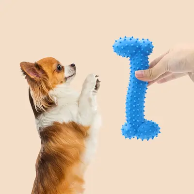 TPR dikenli köpek kemiği oyuncağı, küçük Z kemik, diş kaşıma