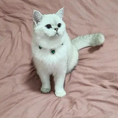 亚马逊仿珍珠桃心宠物项链项圈猫咪狗狗公主风轻奢项链饰品 - 7