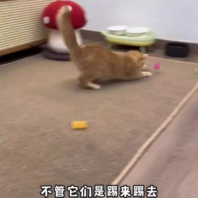 逗猫神器猫咪自嗨解闷玩具彩色塑料小弹簧逗猫棒幼猫逗猫用品耐咬 - 4