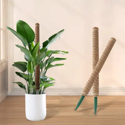 Monstera destek direği, yeşil tırmanma sütunu, hindistan cevizi lifli