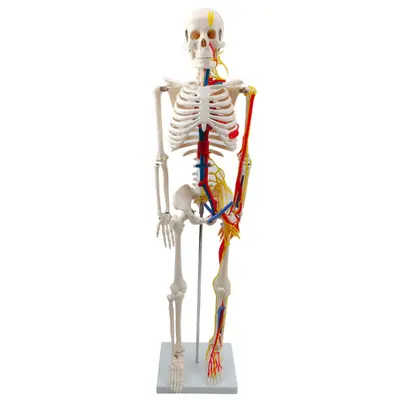 85 cm Human Spine and Full Body Skeleton Model Set, Teaching Aid - 7
