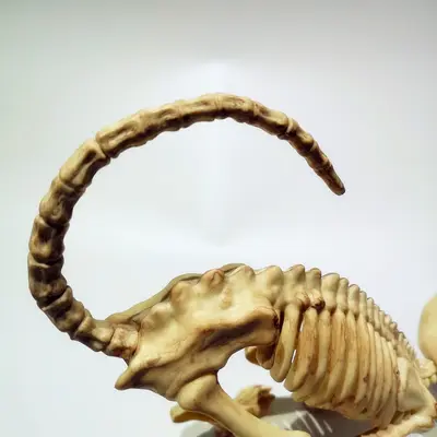 Realistisches Halloween-Katzenskelett als Dekoration und Scherz-Requisite