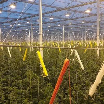 Tomatenhaken Pflanzenclip Gewächshaus-Bindehilfe