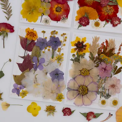 Neue DIY-Handarbeitsmaterialien Fotoaufkleber Klebstoff Lesezeichen Fotorahmen Materialpaket getrocknete Blumen geprägte echte Blumen Pflanzenpräparate