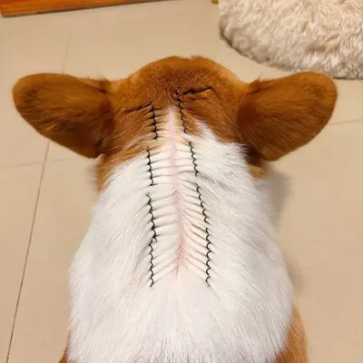Köpekler için tüy ayırma klipsi, ilaç uygulamasını kolaylaştırır