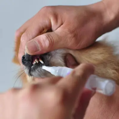 Yicho pet dental cleaning gel set for dogs