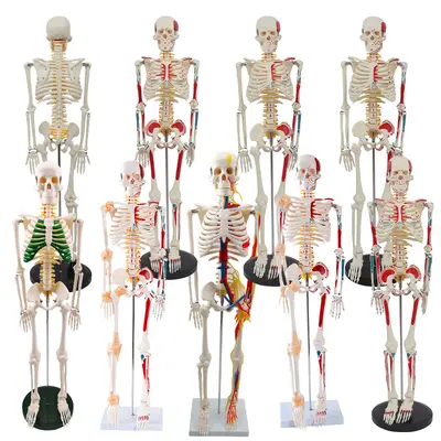 85CM Spinal Nerve Intervertebral Disc Skeleton Model Set Full Body Skeleton Human Bone Teaching Demonstration Anatomical Teaching Aid