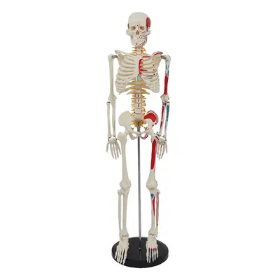 85 cm Human Spine and Full Body Skeleton Model Set, Teaching Aid - 9
