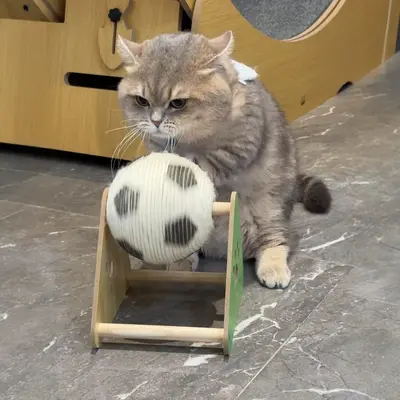 Rotating Cat Scratching Ball with Hand-Crank Generator, Large Vertical Sisal Scratching Po - 2