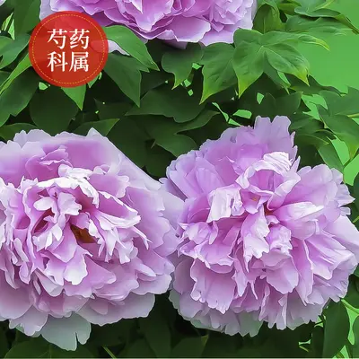 Peony Flower Seeds, Cold-Resistant and Easy to Grow for Garden and Balcony