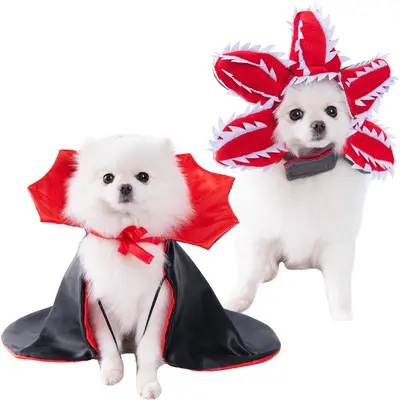 Küçük ırk köpek Cadılar Bayramı kostümü, komik
