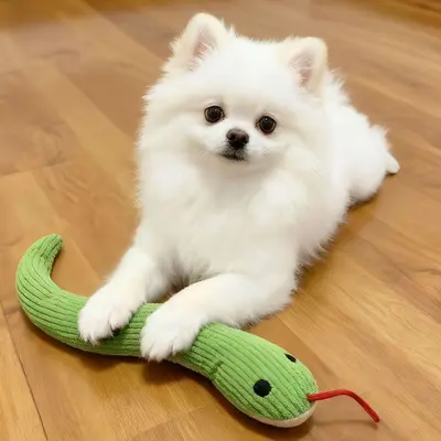 Yılan Oyuncak Taklit Kedi Oyun Aracı Kedi Kendi Kendine Eğlenme Yeni Model Taklit Evcil Hayvan Ürünleri Küçük Oyuncak Üretici Doğrudan Toptan Satış