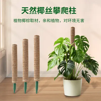 Monstera destek direği, yeşil tırmanma sütunu, hindistan cevizi lifli