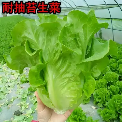 Four-Season Vegetable Seeds Set, Including Radish and Beans, 200+ Varieties - 11