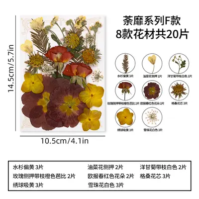DIY Photo Frame Craft Kit with Dried Real Flowers and Plant Specimens - 12