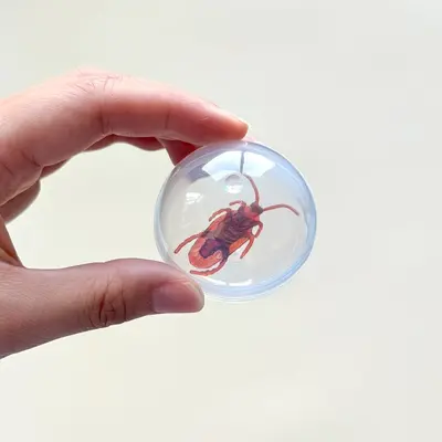 Simulated Fly Cat Teaser Ball, Transparent, Durable Cat Toy - 8