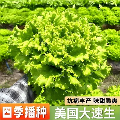 Four-Season Vegetable Seeds Set, Including Radish and Beans, 200+ Varieties - 7