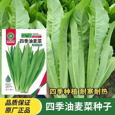 Four-Season Vegetable Seeds Set, Including Radish and Beans, 200+ Varieties - 13