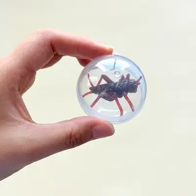 Simulated Fly Cat Teaser Ball, Transparent, Durable Cat Toy - 9
