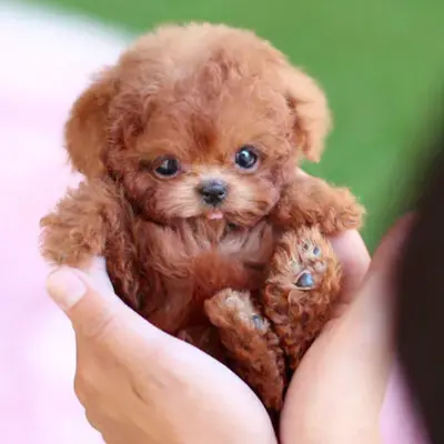 My Realistic Robot Puppy Plüschfigur, Roboter-Welpe mit kurzem Fell