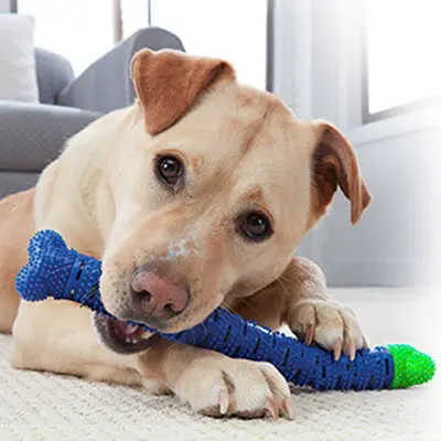 Detachable Bone Dog Chew Toy with Teeth-Cleaning Brush - 3