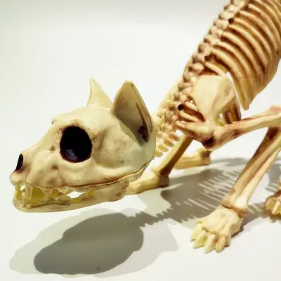 Realistisches Halloween-Katzenskelett als Dekoration und Scherz-Requisite