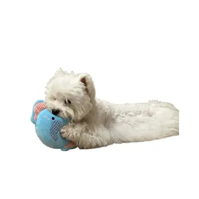 Squeaky Dog Frisbee Toy, Durable Chew and Training Toy - 5