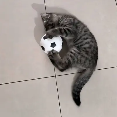 Kedi Futbol Topu, Elastik ve Eğitici Oyuncak - 2