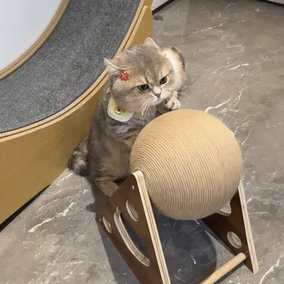 Rotating Cat Scratching Ball with Hand-Crank Generator, Large Vertical Sisal Scratching Po - 3