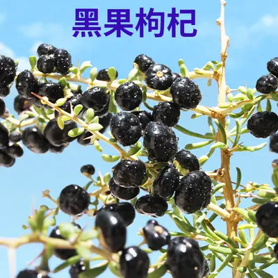 京都仁恩堂黑枸杞鲑角乌鸡肽植物饮品特殊膳食运动营养品药食同源