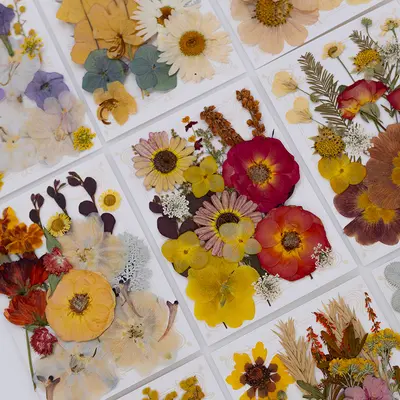 Neue DIY-Handarbeitsmaterialien Fotoaufkleber Klebstoff Lesezeichen Fotorahmen Materialpaket getrocknete Blumen geprägte echte Blumen Pflanzenpräparate