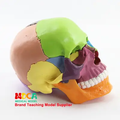 15-Piece Removable Colored Human Skull Model 1:2 Scale for Medical Education, MTG015 - 2