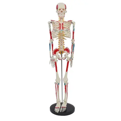 85 cm Human Spine and Full Body Skeleton Model Set, Teaching Aid - 12