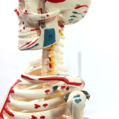 85CM Spinal Nerve Intervertebral Disc Skeleton Model Set Full Body Skeleton Human Bone Teaching Demonstration Anatomical Teaching Aid