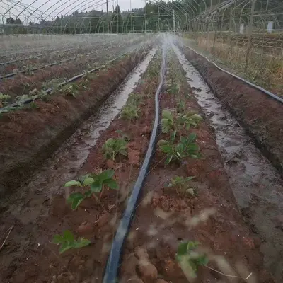 Sera Eğimli Delikli Gözenekli Mikro Sprey Hortumu, Beş ve Yedi Delikli