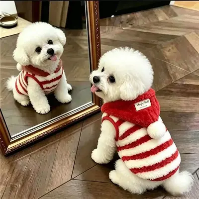 Kapüşonlu Köpek Yeleği, Kalın, Sıcak, Küçük Irk