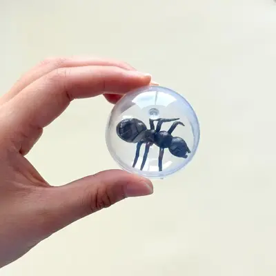 Simulated Fly Cat Teaser Ball, Transparent, Durable Cat Toy - 7