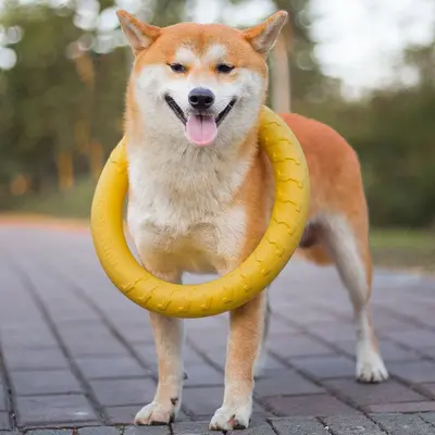 EVA Isırılamaz Köpek Diş Kaşıma Oyuncağı Dayanıklı Çekme Halkası
