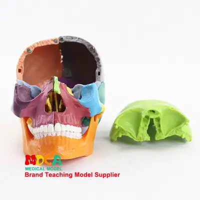 15-Piece Removable Colored Human Skull Model 1:2 Scale for Medical Education, MTG015 - 4