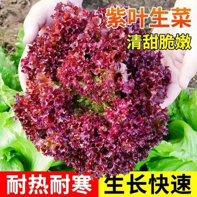 Four-Season Vegetable Seeds Set, Including Radish and Beans, 200+ Varieties - 12