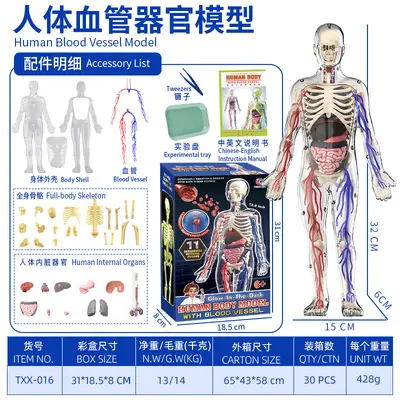 Children STEM Educational Toy, Removable Human Body Anatomy Model - 12