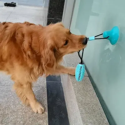 Vantuzlu top köpek oyuncağı, ısırmaya dayanıklı