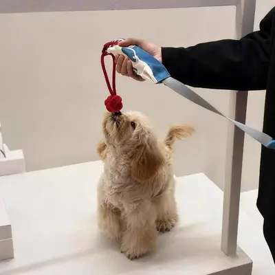 狗狗拔河玩具可爱玩偶解闷磨牙互动玩具套装耐咬耐扯绳子吸盘套装