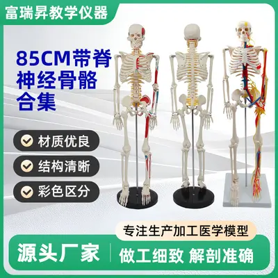 85CM Spinal Nerve Intervertebral Disc Skeleton Model Set Full Body Skeleton Human Bone Teaching Demonstration Anatomical Teaching Aid