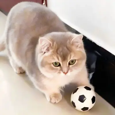 High-Elasticity Football Cat Toy Ball, Durable - 3