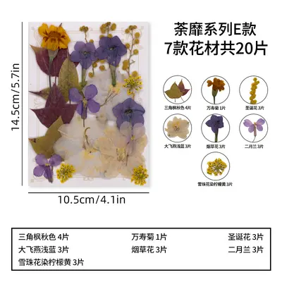 DIY Photo Frame Craft Kit with Dried Real Flowers and Plant Specimens - 11