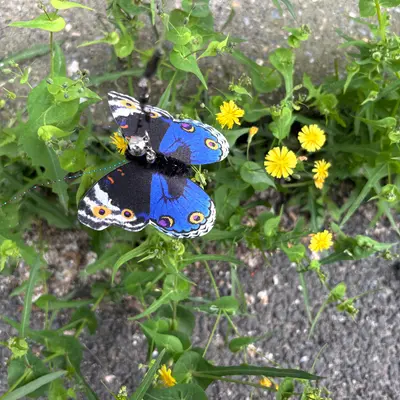 Cat Teaser Replacement Head, Butterfly Design with Bell, Interactive - 3
