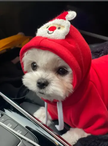Hunde- und Katzenpullover für Herbst und Winter, French Bulldog - 7