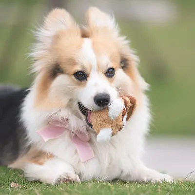 Plush Tail Squeaky Spiky Dog Ball, Bite-Resistant - 3