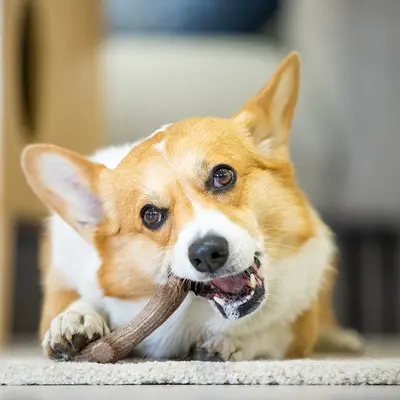 GiGwi Wood-Plastic Deer Antler Chew Stick for Puppies and Large Dogs - 4